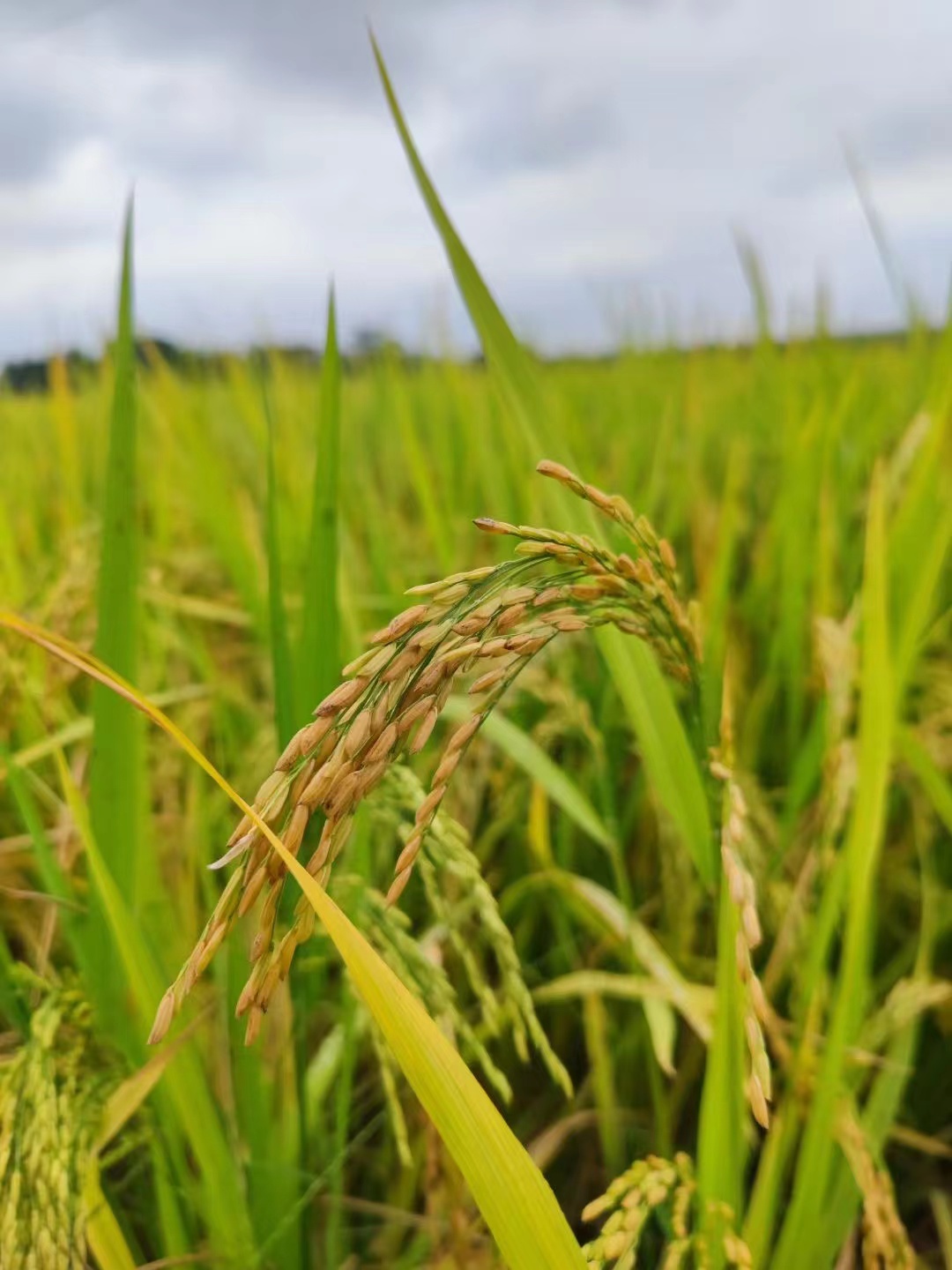 NLC电子(中国)集团